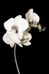 Vela-Photographie 2016_02_29 Orchidées-2.jpg