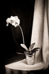Vela-Photographie 2016_02_29 Orchidées.jpg